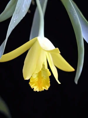 Bild von Euchile citrina 1